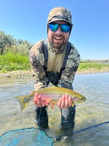 Angler catches a beautiful rainbow trout in Brethren