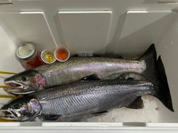 Fish-Species