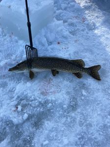 Northern Pike Ice Fishing in Michigan.