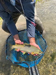 A stunning sea trout caught in the beautiful location of Brethren