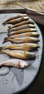 Redfish and Wahoo Fish caught in TX