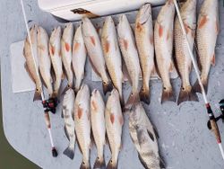 14 black drum and redfish caught in TX