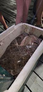 Ice chest full of Flounder from our night gigging