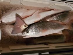 Redfish caught in TX while fishing