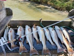 7 redfish caught in TX