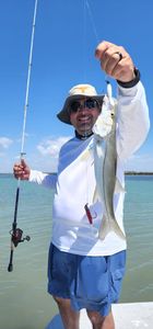 A large snook caught while fishing in Rio Hondo