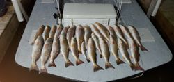 10 redfish caught while fishing in TX