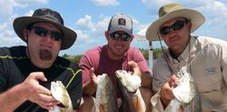 Strong redfish catches by proud anglers.