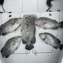 Tripletail Feast! Fishing Alabama waters