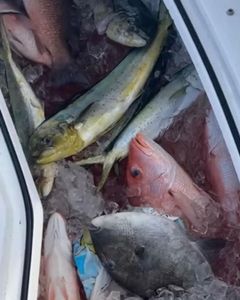 Gulf Shores Alabama fishing enjoyment.