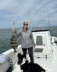 Sheepshead, Inshore fishing Gulf Shores fun.