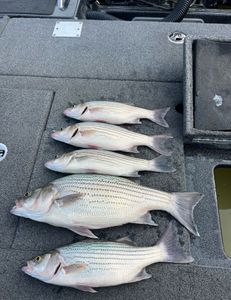 Fish-Species