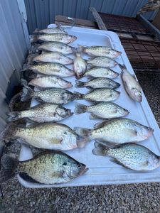 13 White crappie fish caught in KY