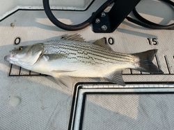 Wiper fish caught during cruises, fishing, tours, and water sports in Harned