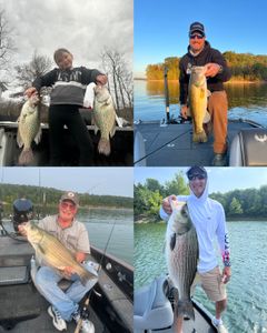 5 wiper, striped bass, largemouth bass, and crappie fish caught in KY
