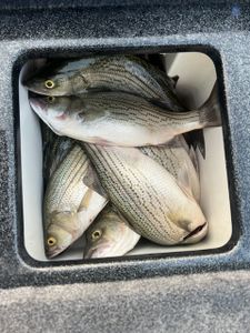 4 Wiper and striped bass fish caught in Kentucky