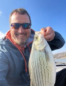 Wiper (Hybrid striped bass) in Harned, during cruises, fishing, tours, and water sports activities