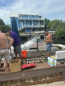 Quality sheepshead haul on the dock
