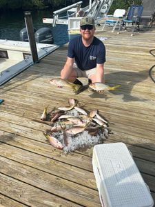 Fresh yellowtail snapper haul on ice