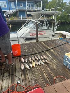 Solid sheepshead catch lined up on the dock