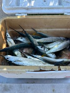 Fresh ballyhoo and baitfish haul in the cooler
