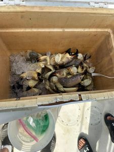 Fresh stone crab claws on ice