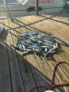Fresh ballyhoo pile on the dock