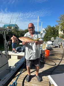Quality yellowtail snapper catch on the dock