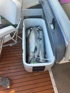 Chinook salmon caught while fishing in NY