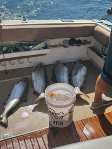 Three fish caught fishing in NY