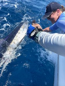 Wahoo fish being tagged and released during fishing charter in Belmar NJ waters