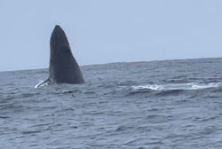 One fish in the water, fishing cruises and fishing in Belmar