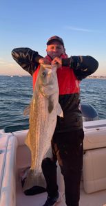Striped bass caught during cruises and fishing trip in NJ