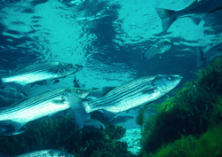 Vibrant striped bass underwater.