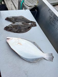 Three Southern Flounder fish caught in NJ