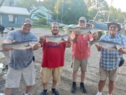 4 striped bass caught fishing in Lexington