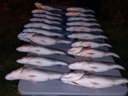 6 fish caught during fishing in Lexington