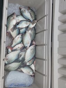 5 crappie fish caught in Lexington