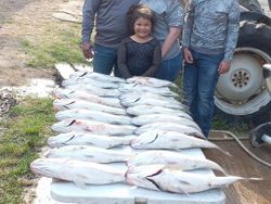 A lone angler reels in a 26-inch catch in SC