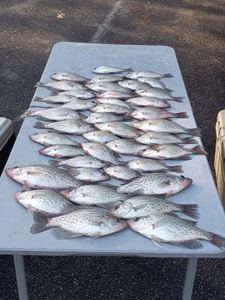 7 crappie fish caught in sc