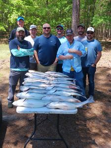 Striped bass caught in Lexington by fisherman