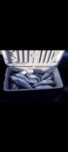 Fishing in Lexington