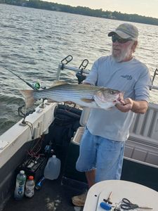 Striped bass fish caught by angler in Lexington