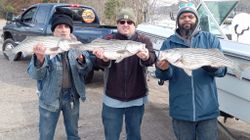 3 striped bass caught in Lexington