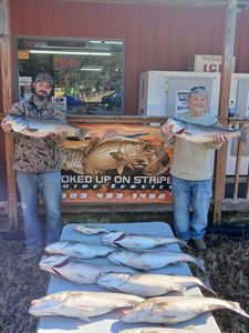 7 striped bass caught on fishing trip in Lexington