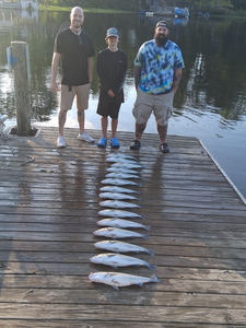 Massive striped bass haul in Lexington! Trolling technique pays off.