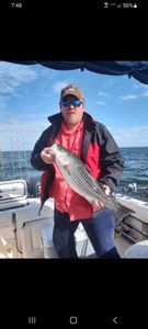 Striped Bass caught while fishing in SC