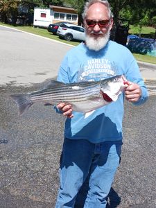 Striped bass fishing in SC