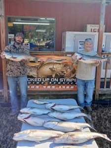 7 striped bass caught in SC