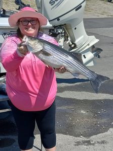 Striped bass caught in Lexington